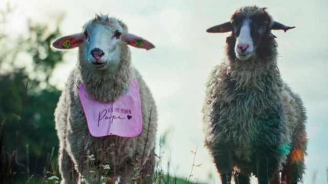 Sheep (2/5): Luftpumpe