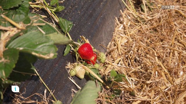 Infos & Tipps: Erdbeerernte