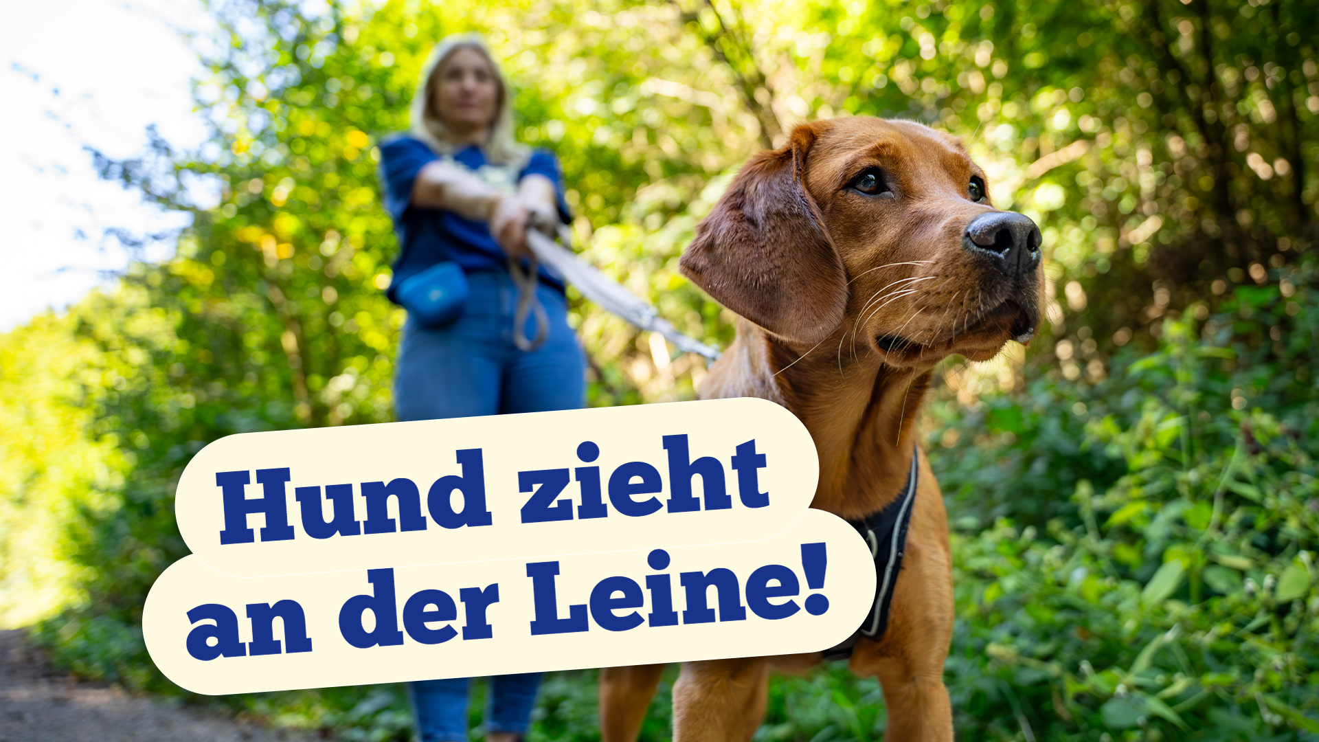 Hundebegegnungen richtig meistern: Tipps für entspannte Spaziergänge