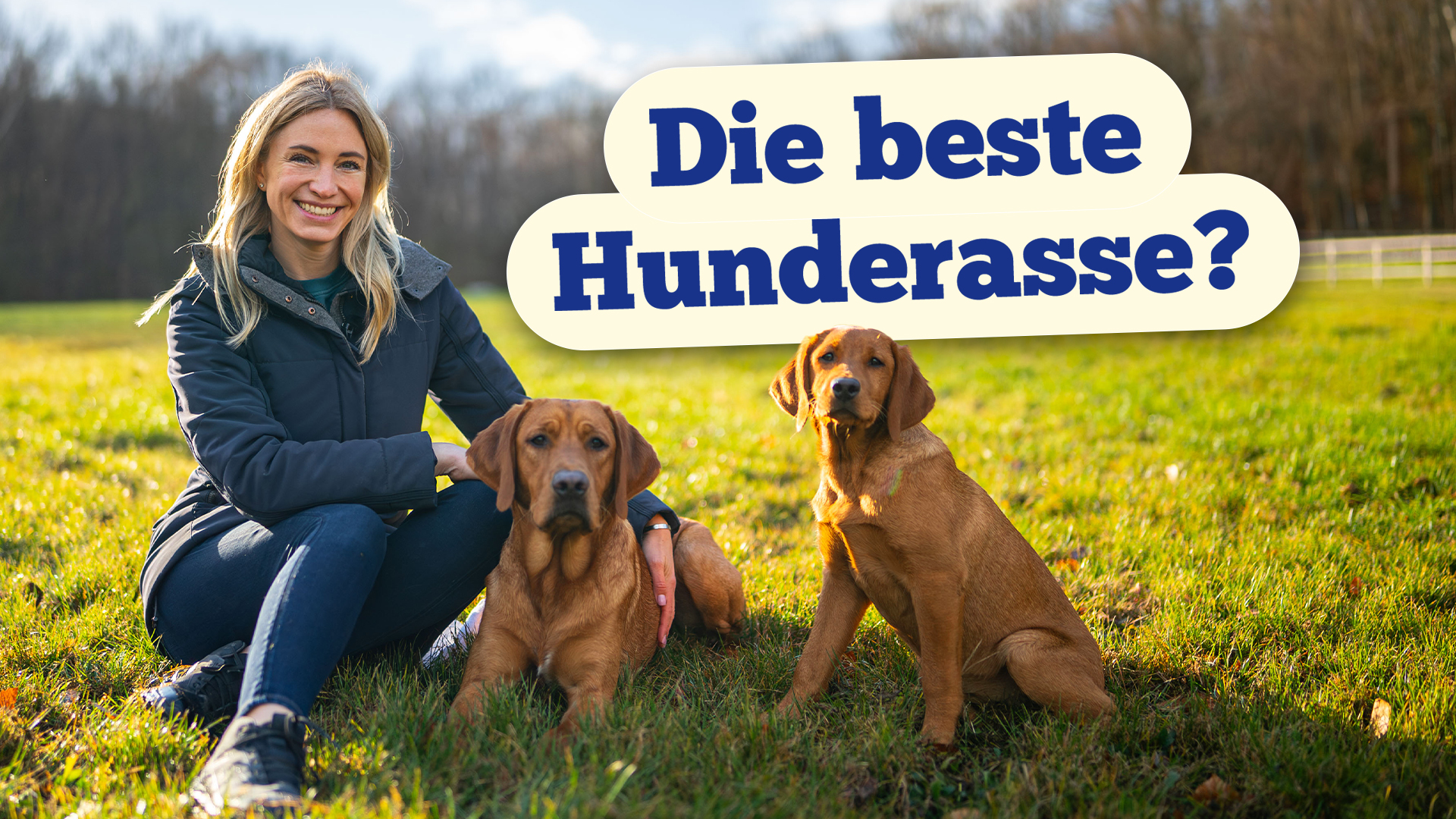 Rasseportrait Labrador: Passt dieser Hund zu dir?