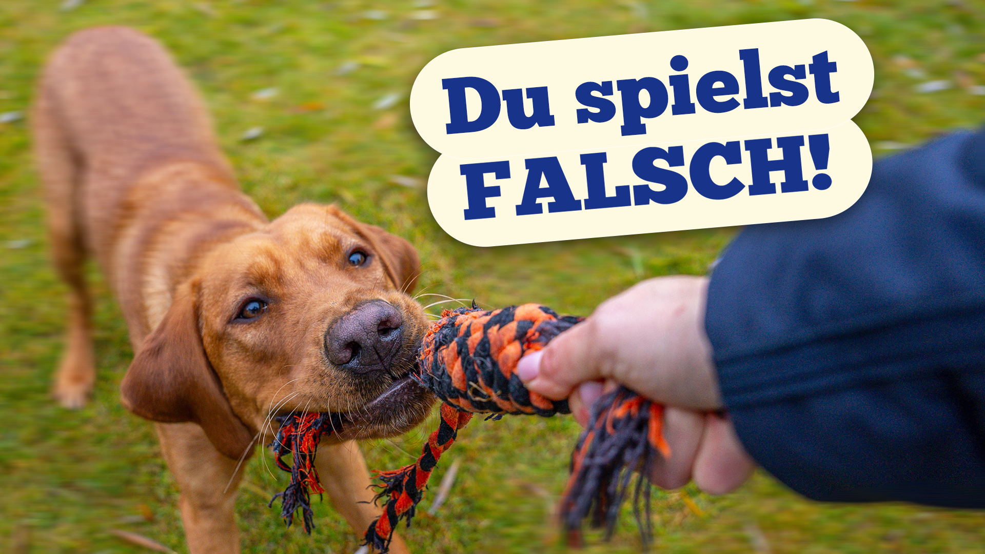 So spielst du RICHTIG mit deinem Hund! Machst du diesen Fehler?