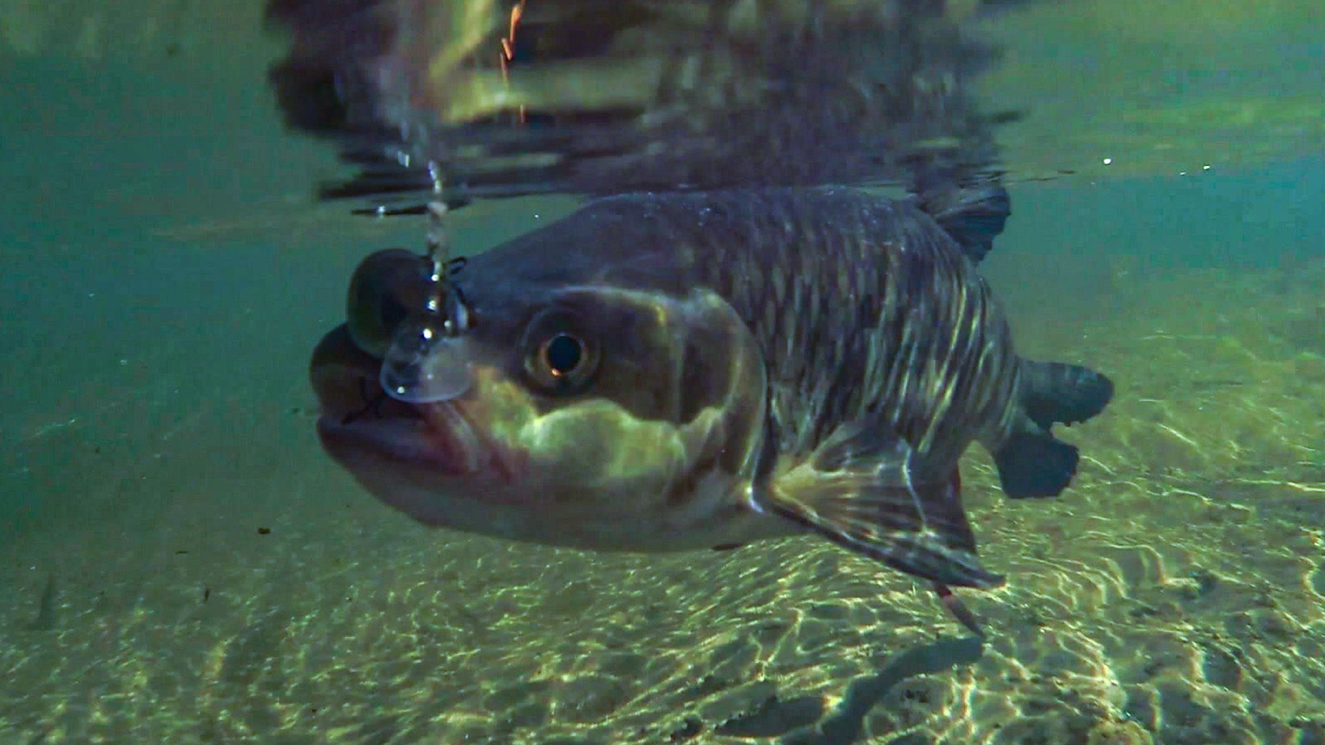 Angeln auf Döbel mit Wobbler