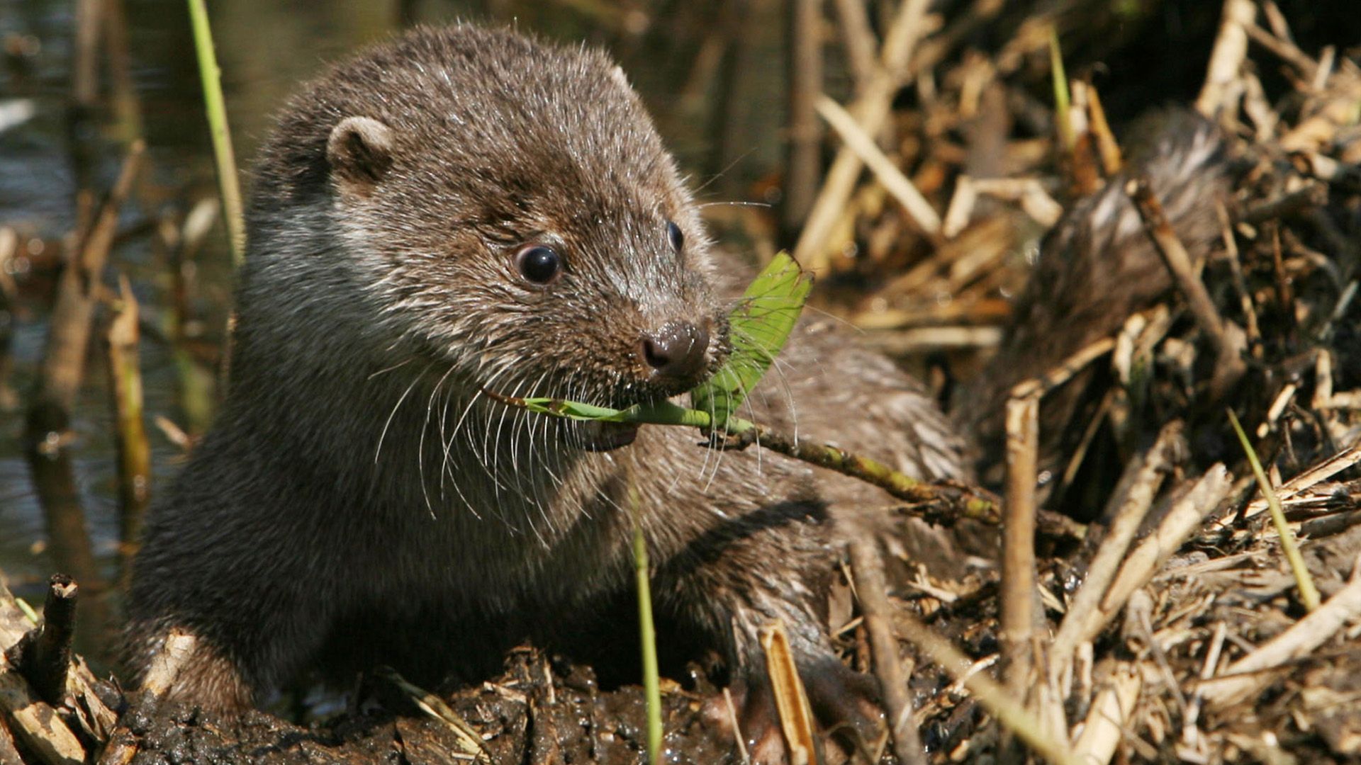 Màrta und das Otterkind