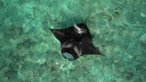 Planet Weltweit Planet Weltweit - Staffel 25 Folge 16: Malediven - Im Rhythmus der Riffmantas