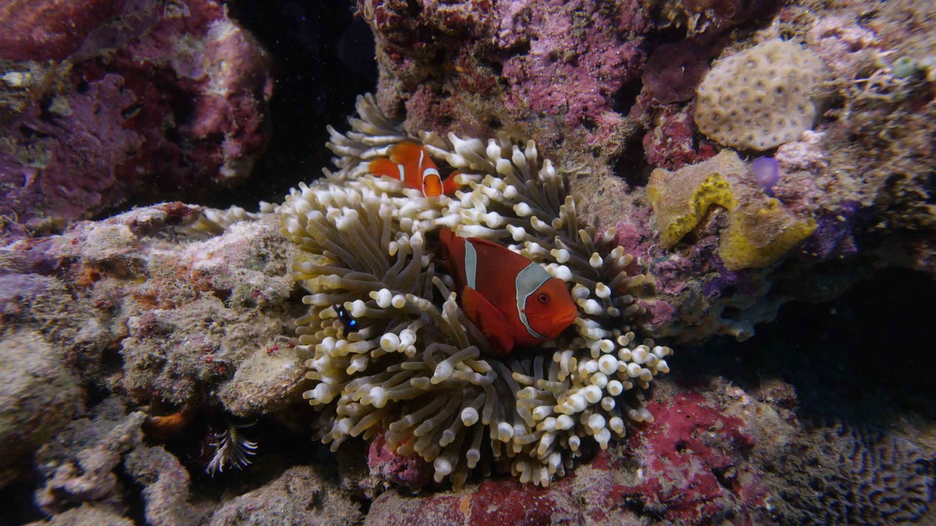 Beneath the Sea