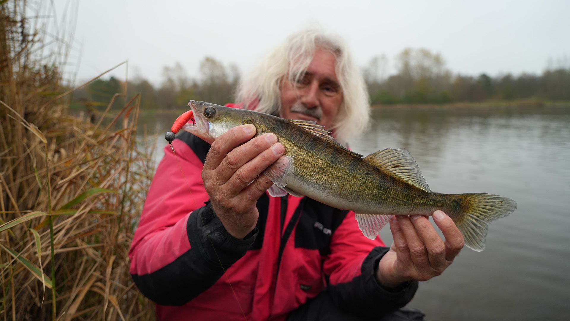 Zander geleiert am Kanal