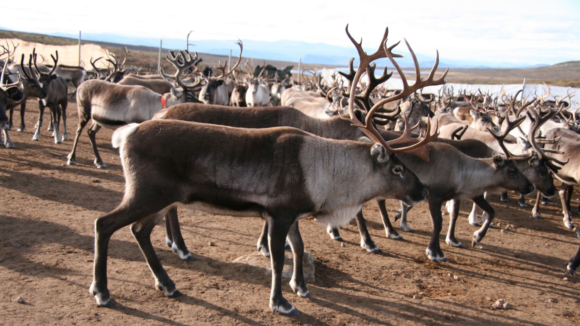 Lappland, Rushhour im hohen Norden