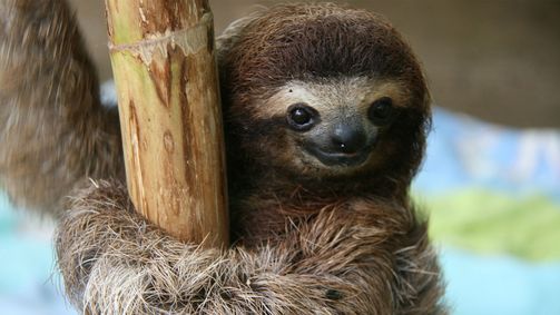 Planet Weltweit Planet Weltweit - Staffel 15 Folge 15: Costa Rica - Leben wie die Faultiere