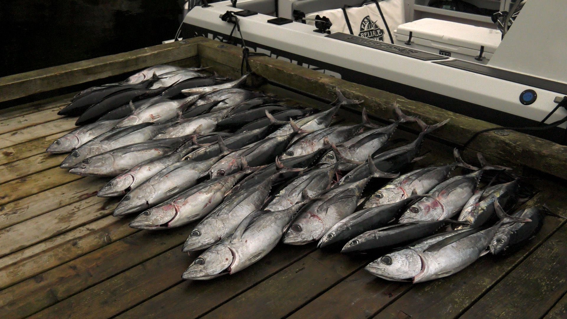 Bamfield Tuna