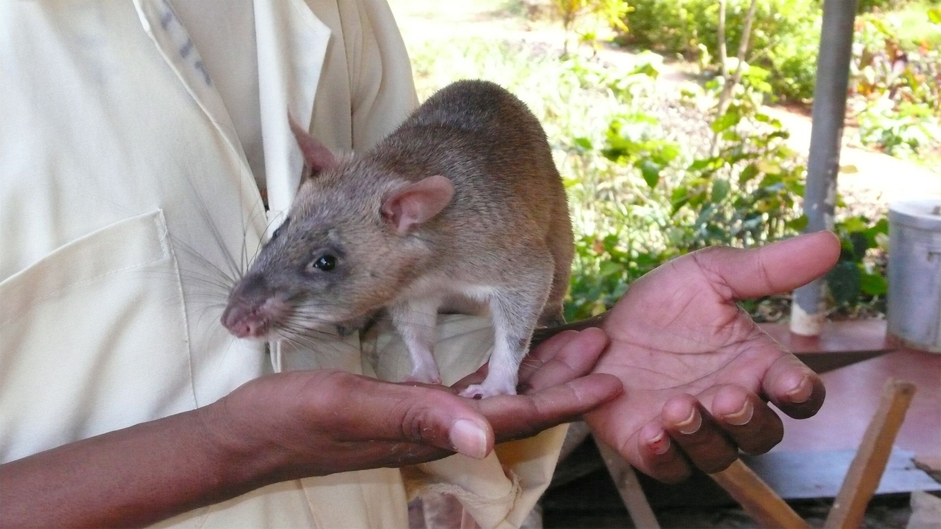 Die Minenratten von Tansania