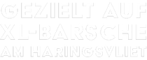 Gezielt auf XL-Barsche am Haringsvliet