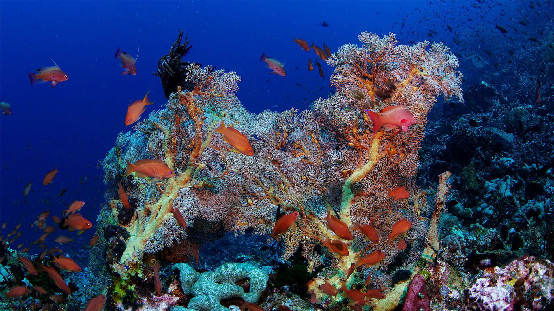 Coral Kingdoms