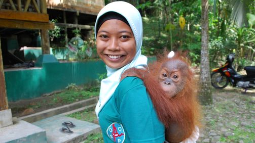 Planet Weltweit Planet Weltweit - Staffel 13 Folge 11: Sumatras letzte Orang-Utans
