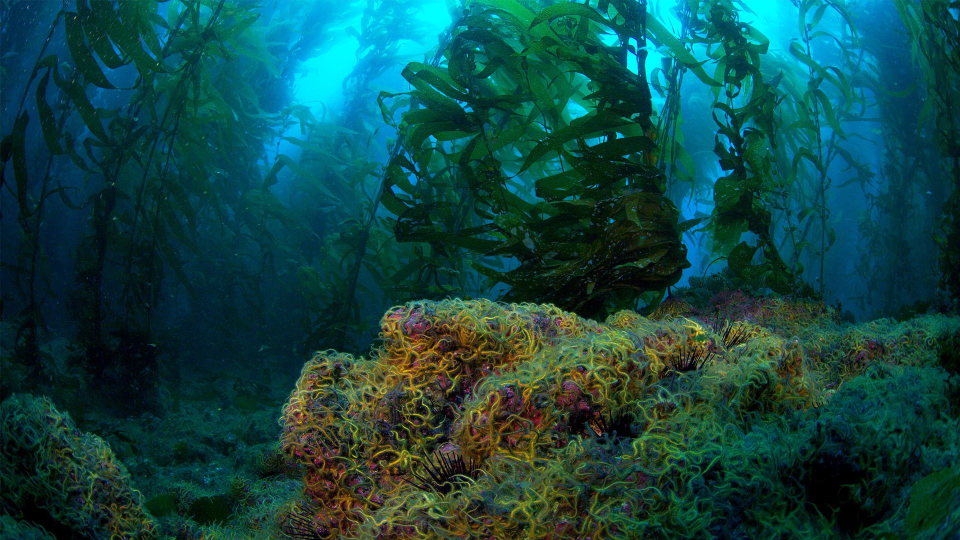 Forests in the Sea