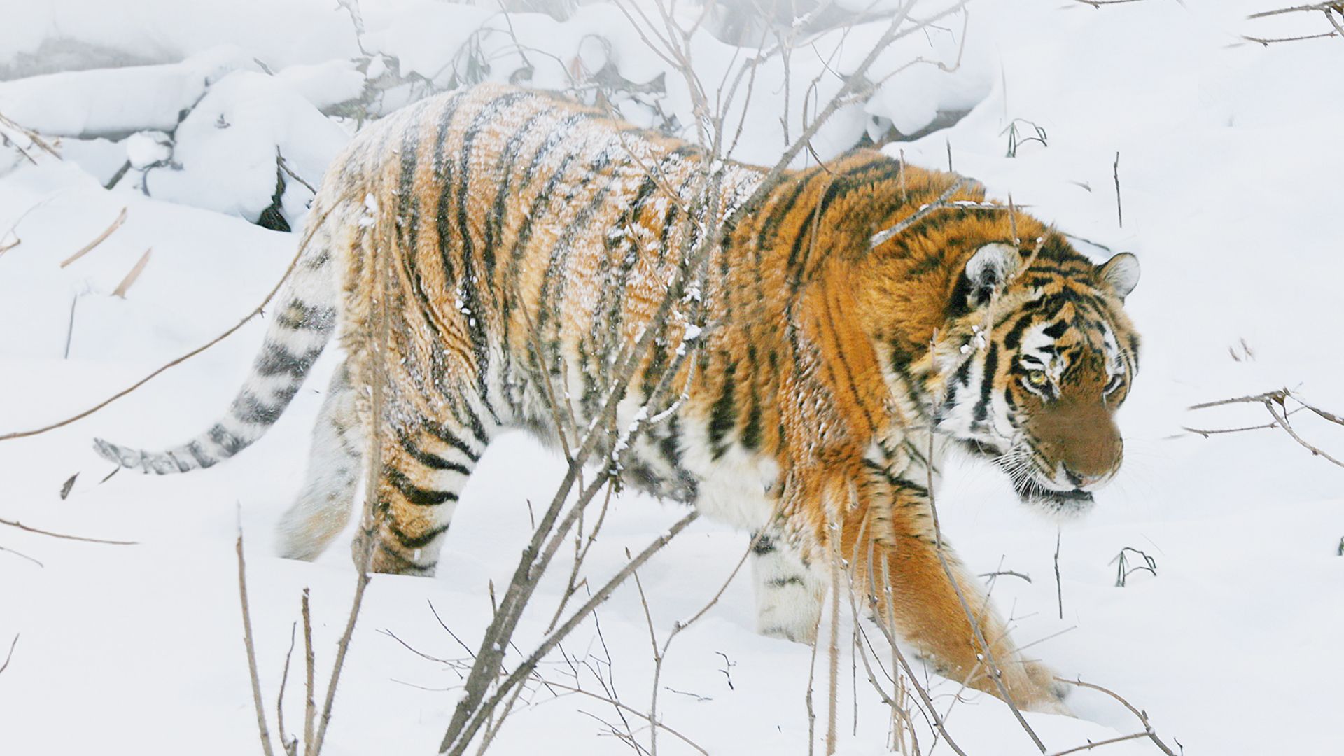 Kieling - Expeditionen zu den Letzten ihrer Art