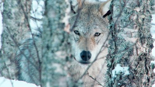 Wildes Überleben Wildes Überleben Folge 8: Tödliches Gift