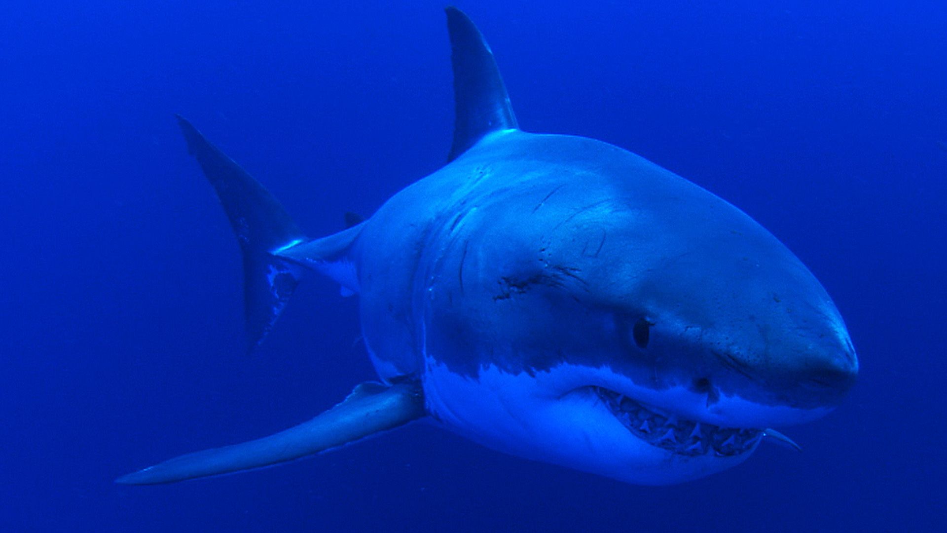 Die weißen Haie von Guadalupe