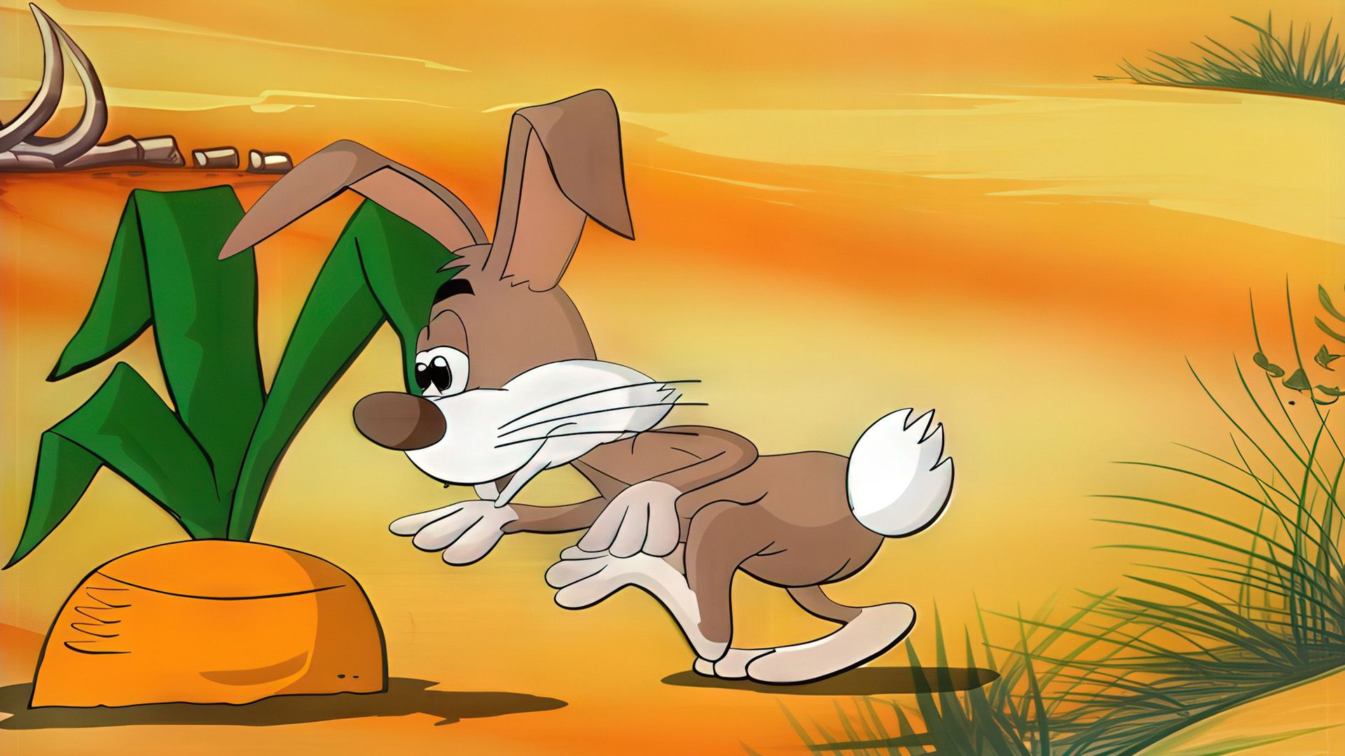 Hase 3/1