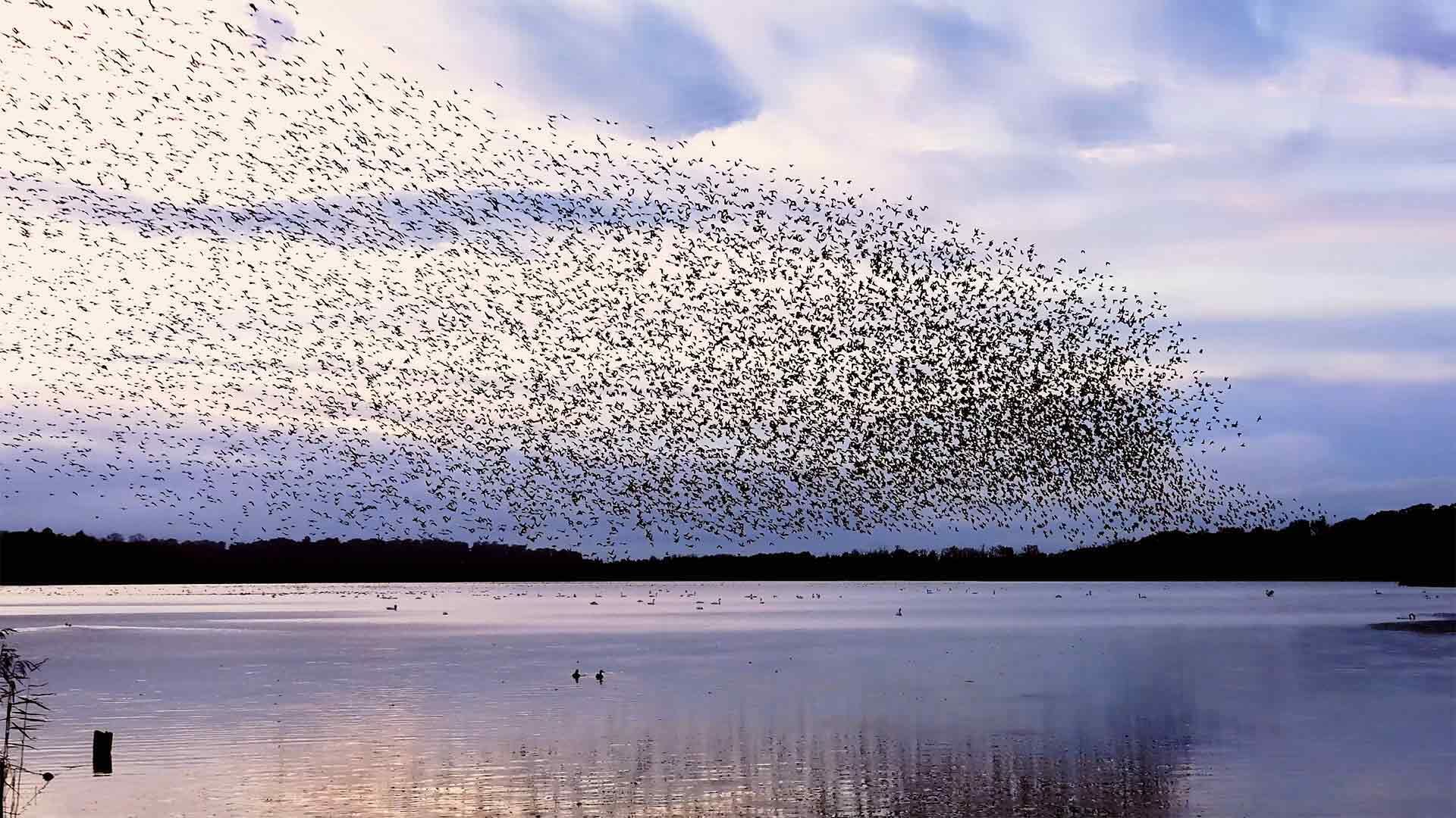 Invasion
