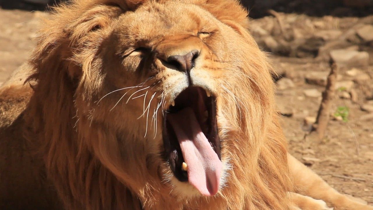 Zoo bittet um Haustiere als Raubtier-Futter