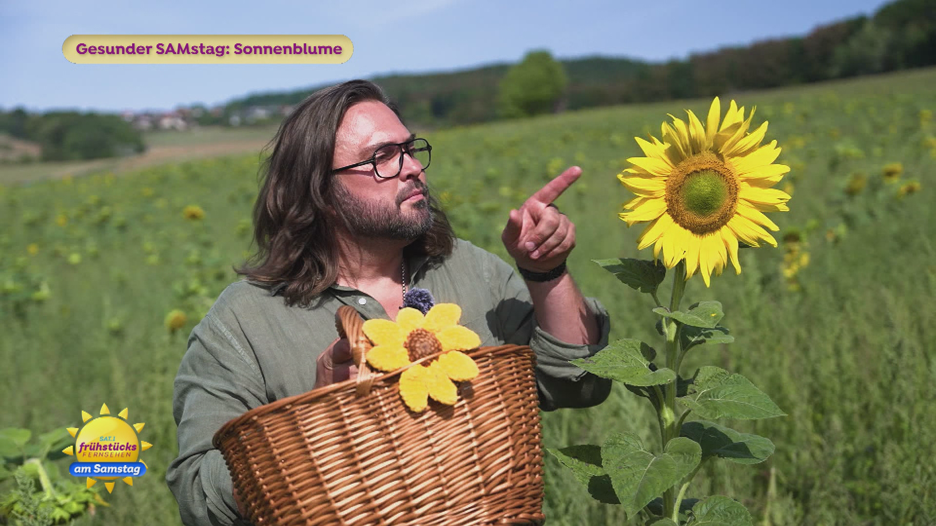 Sonnenblumen: Fakten und Energy Balls