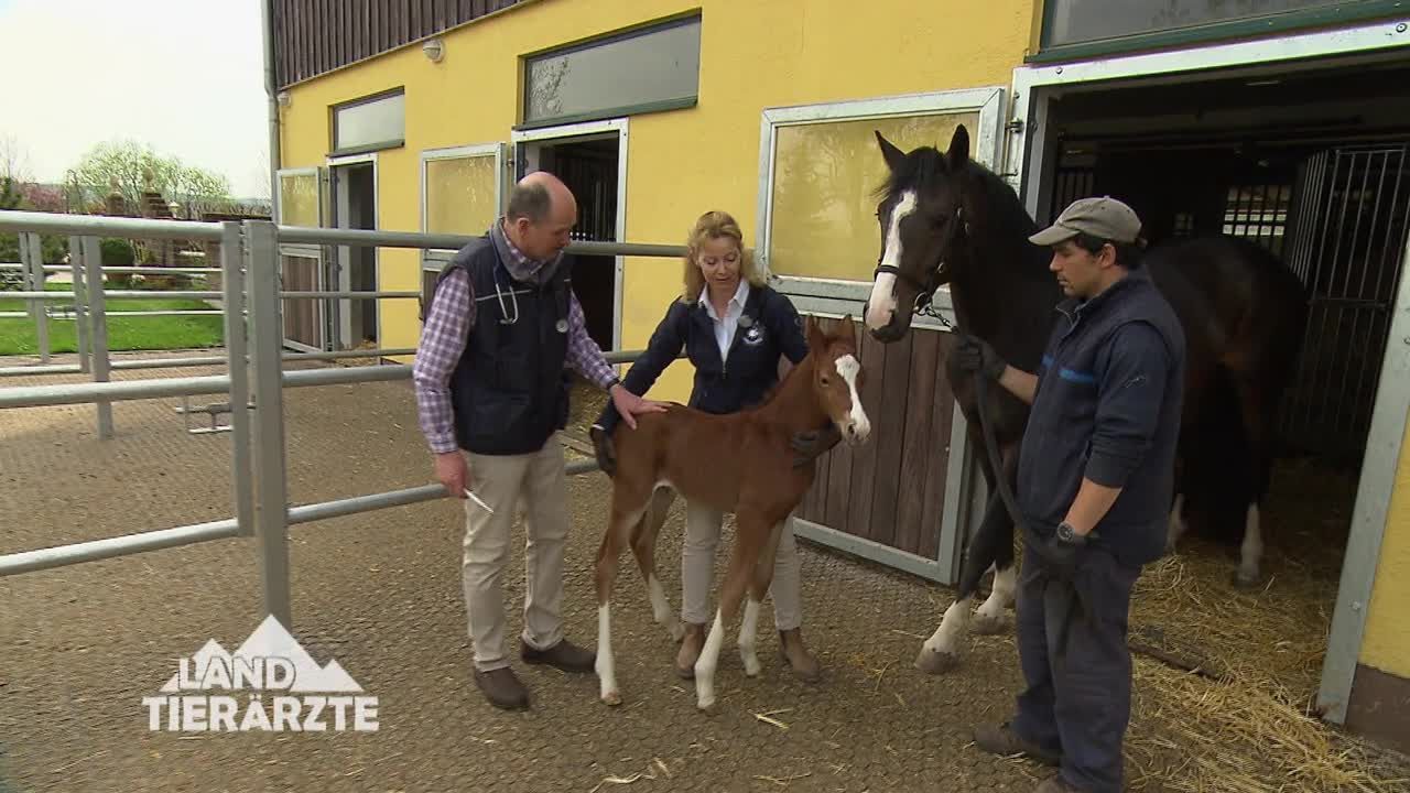 Die Landtierärzte - Staffel 1 Folge 4