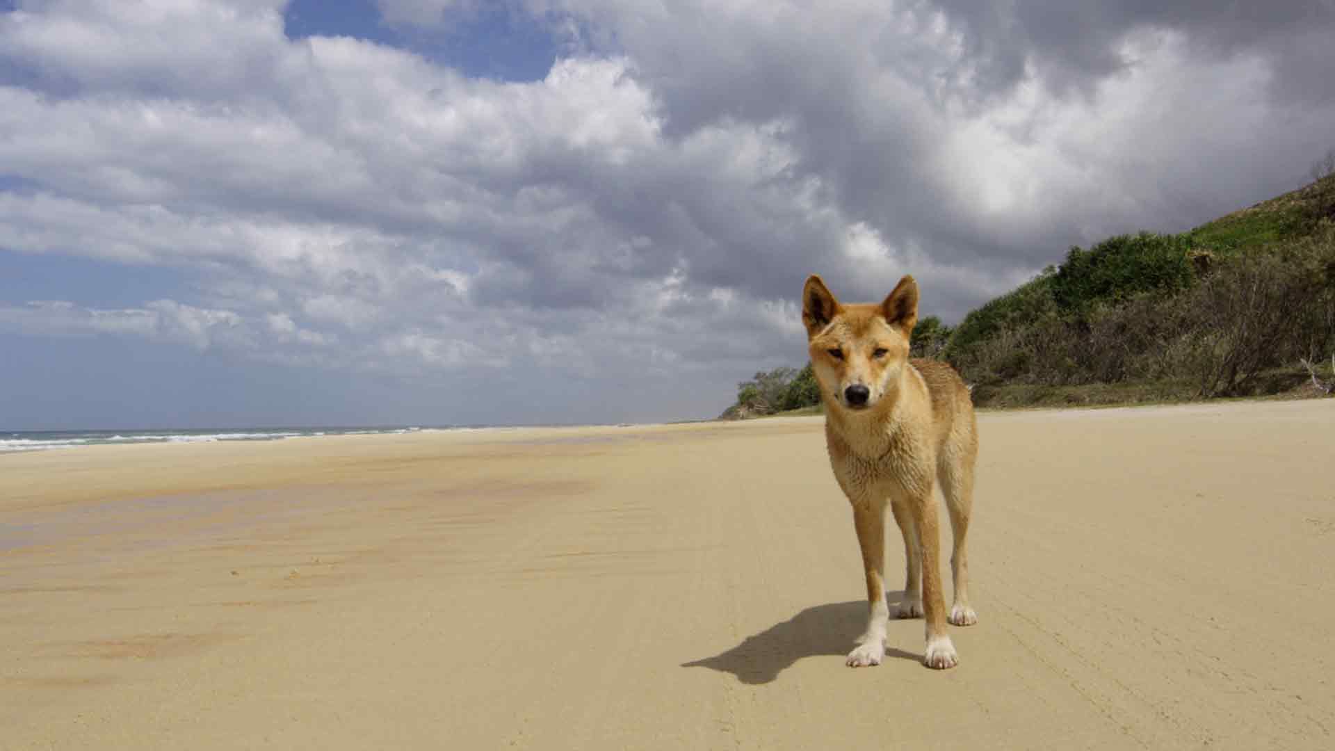 Fraser Island
