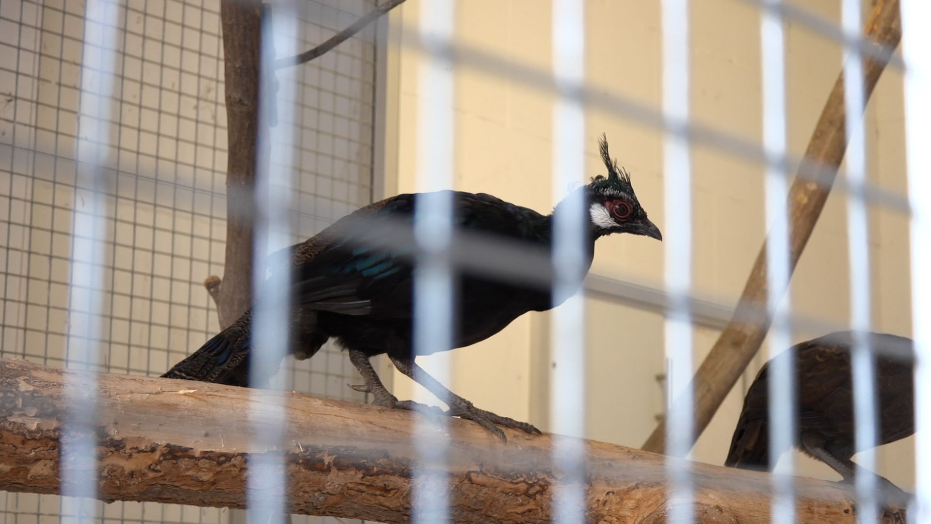 Vogelhalter und Zoos wappnen sich gegen Vogelgrippe