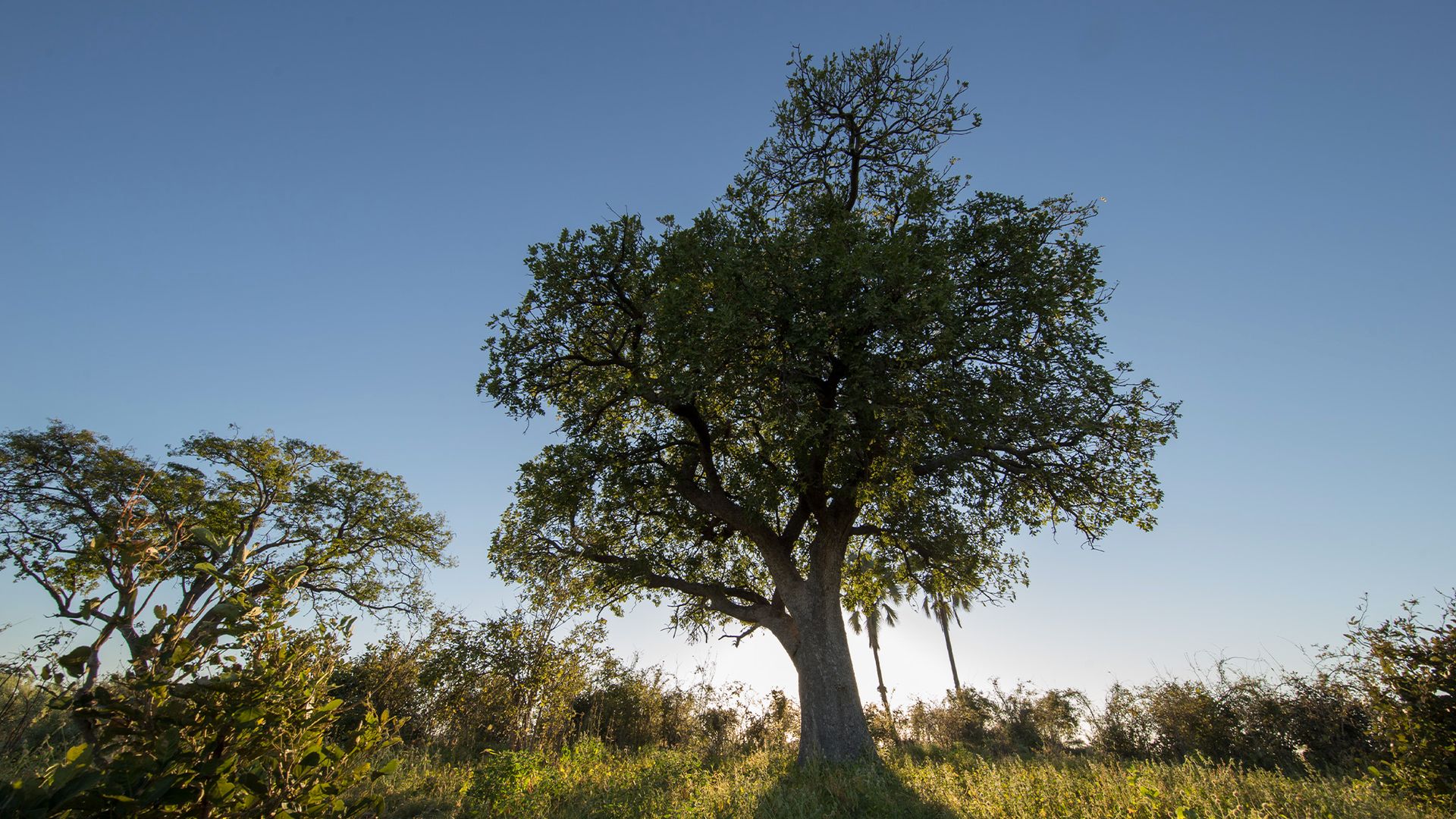 Der Leberwurstbaum
