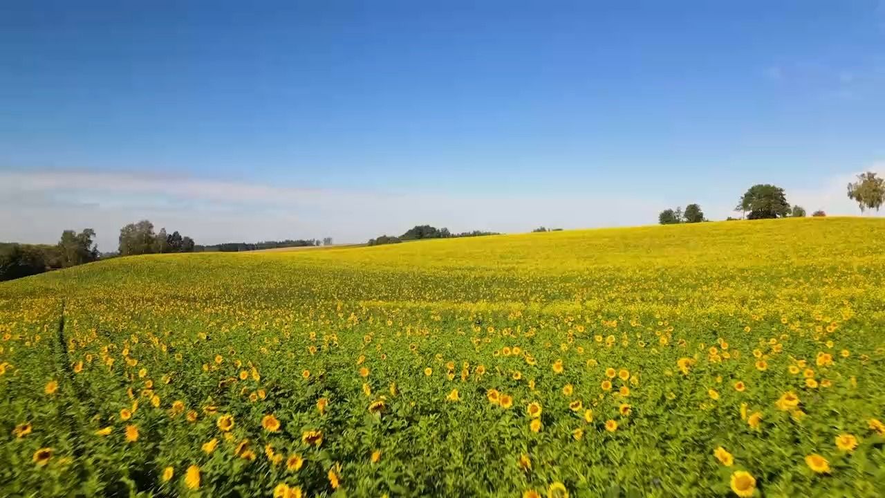 Sommer-Feeling im Herbst: Sonnenblumenmeer bei Landshut