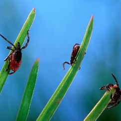 Todesfälle durch Zecken steigen an