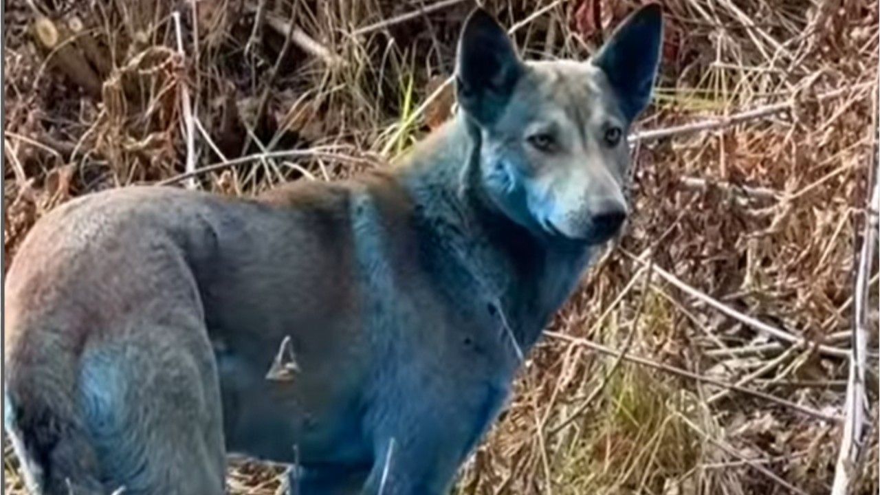 Tschernobyl-Mutation? Blaue Hunde entdeckt