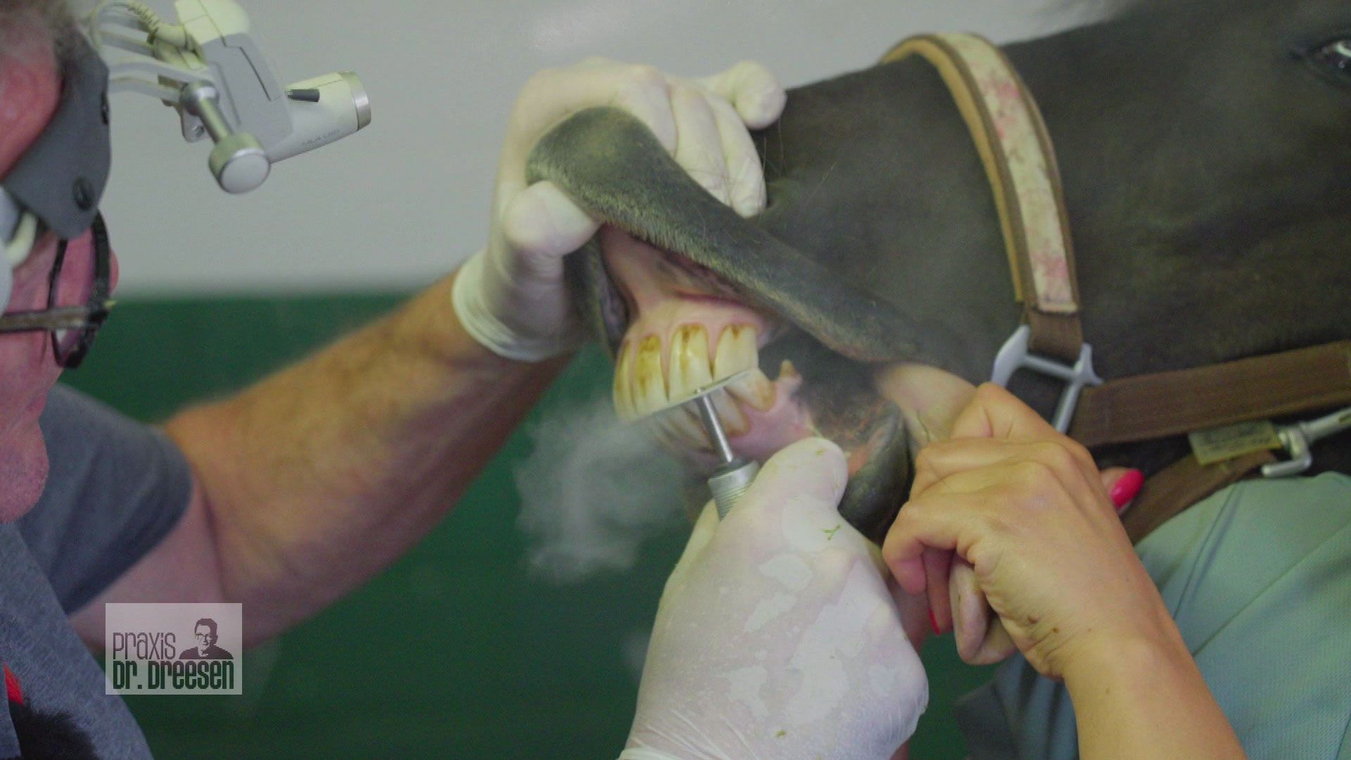 Zahnbehandlung bei Pony Sky