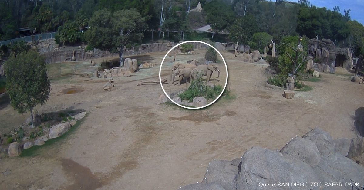 Elefanten schützen Jungtiere während Erdbeben
