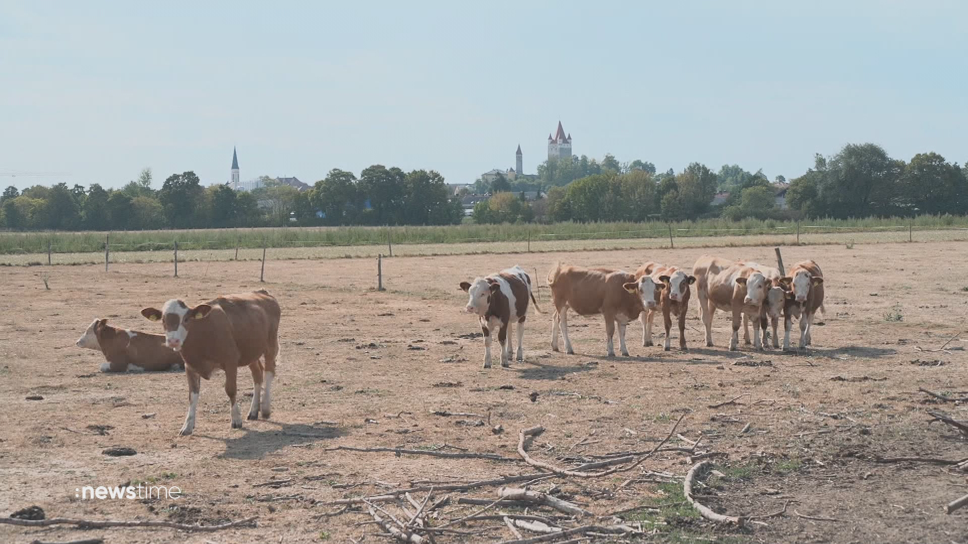 Notschlachtungen wegen Tierfutter-Mangels