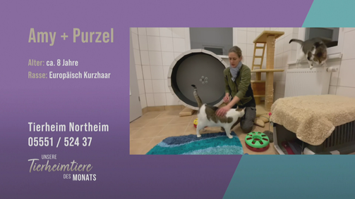 Unsere Tierheimtiere des Monats Unsere Tierheimtiere des Monats Folge 37: Gutmütig & verschmust: Katzen-Duo Purzel und Amy