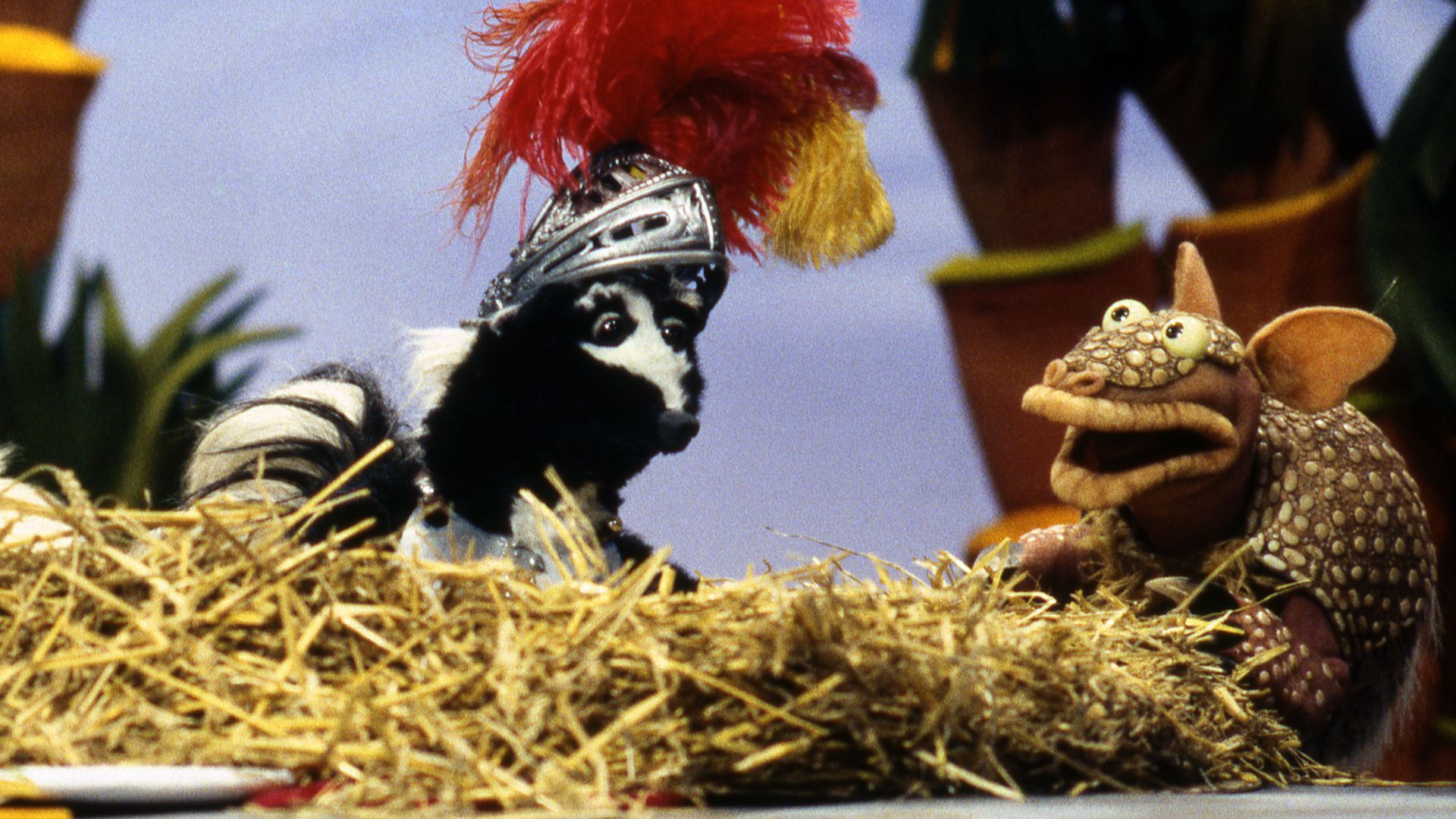 Das Gürteltier Doolie