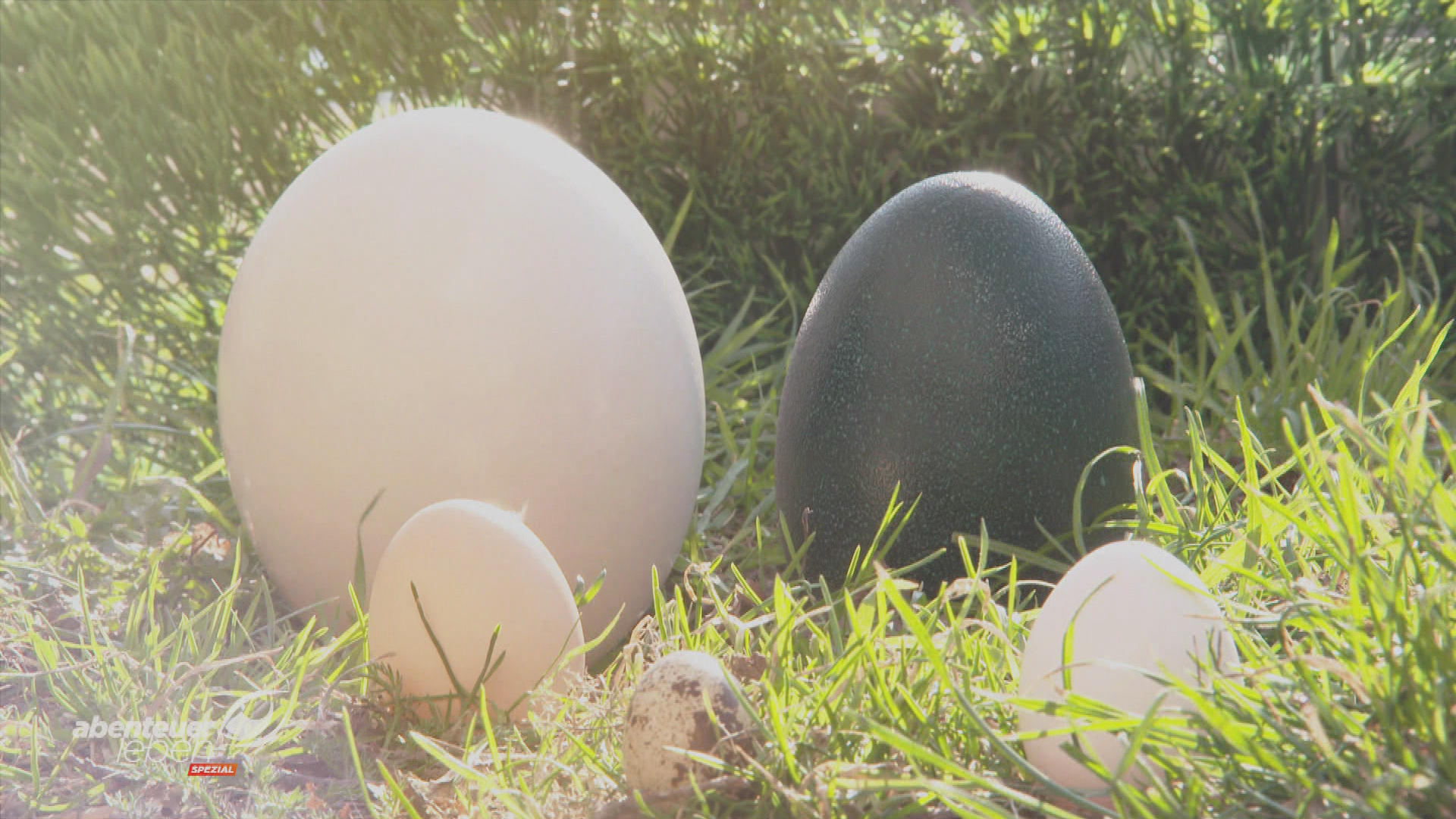 Ostern Spezial: Bunte Eier, Schokohasen & geniale Küchen-Gadgets