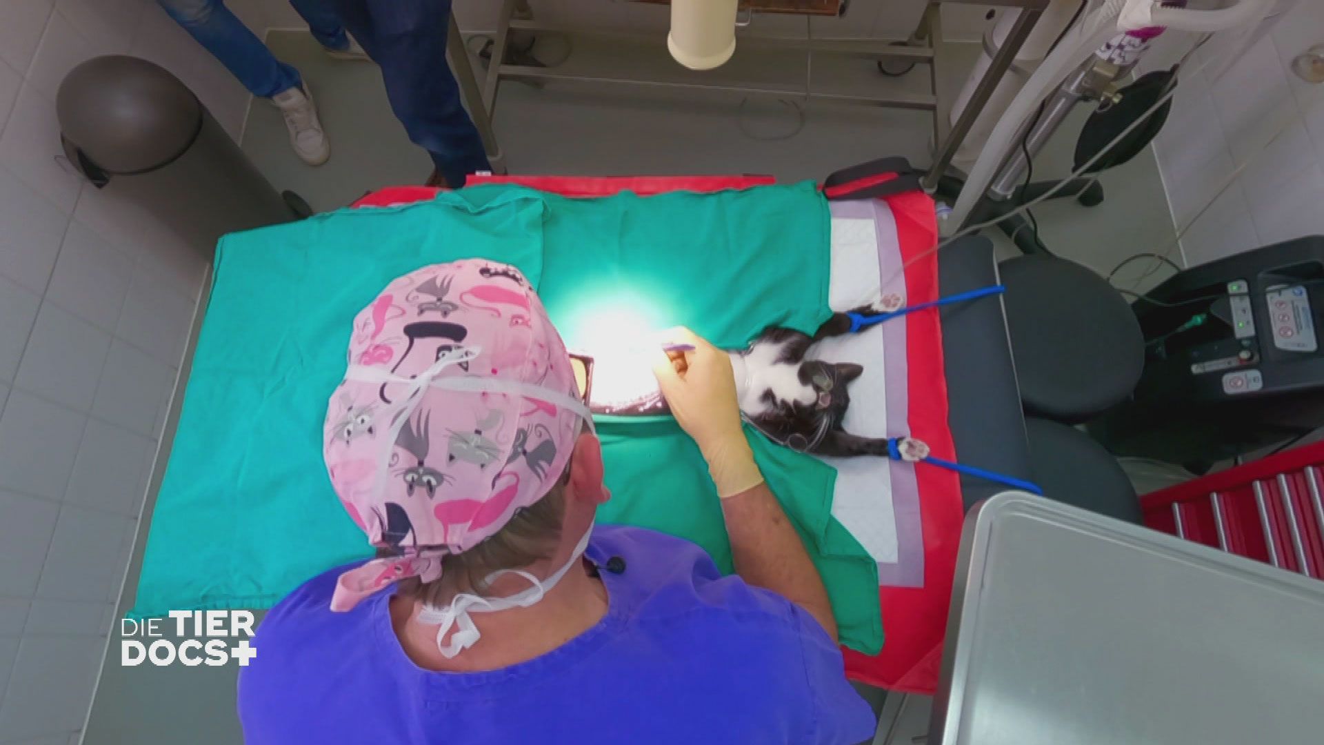 Komplikationen bei Operation an Katze Smidy