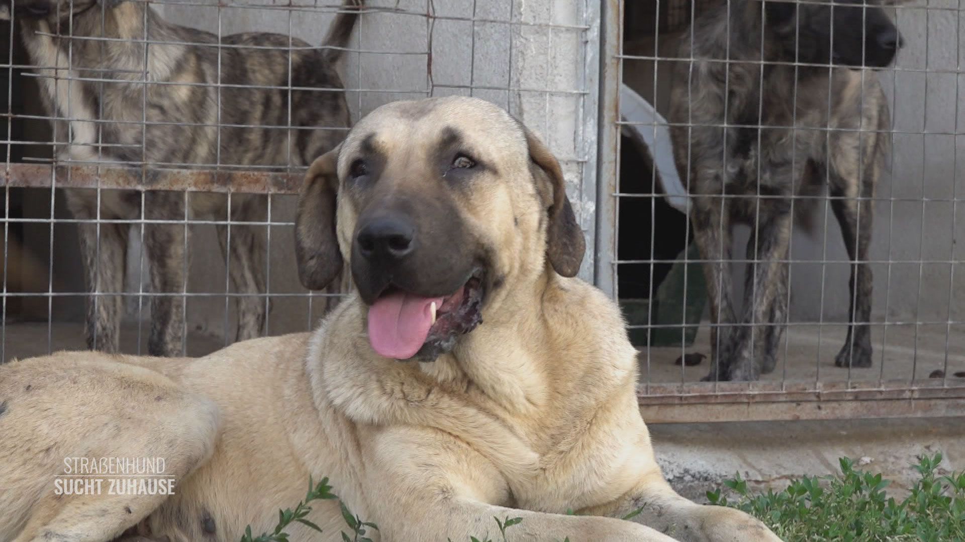 Mit dabei bei "Hundegarten Serres" in Griechenland
