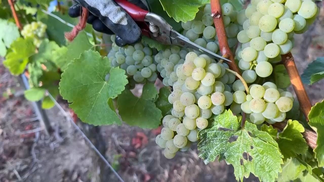 Weinlese in Franken: Rodungsprämie soll Winzer entlasten
