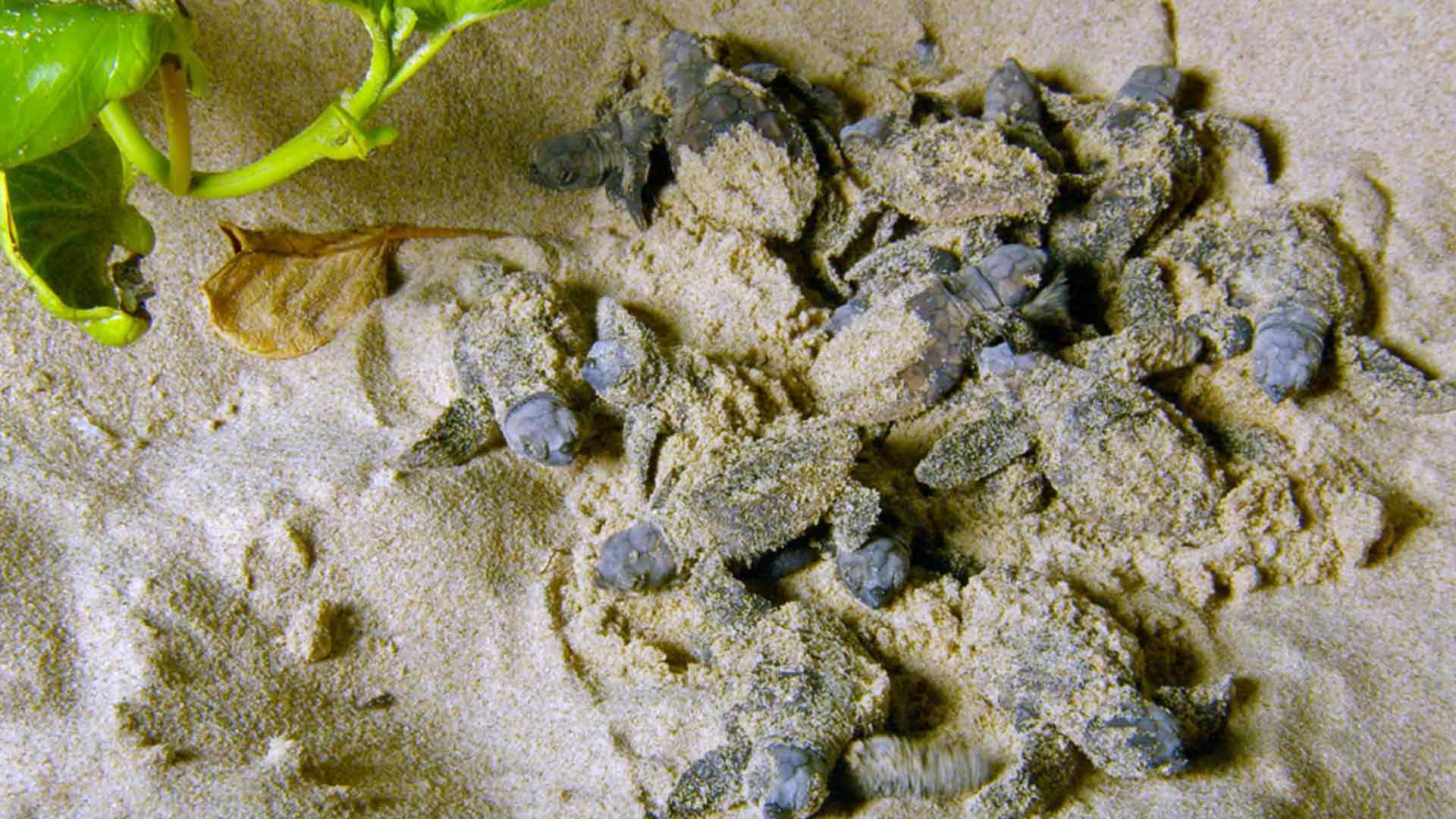 iSimangaliso