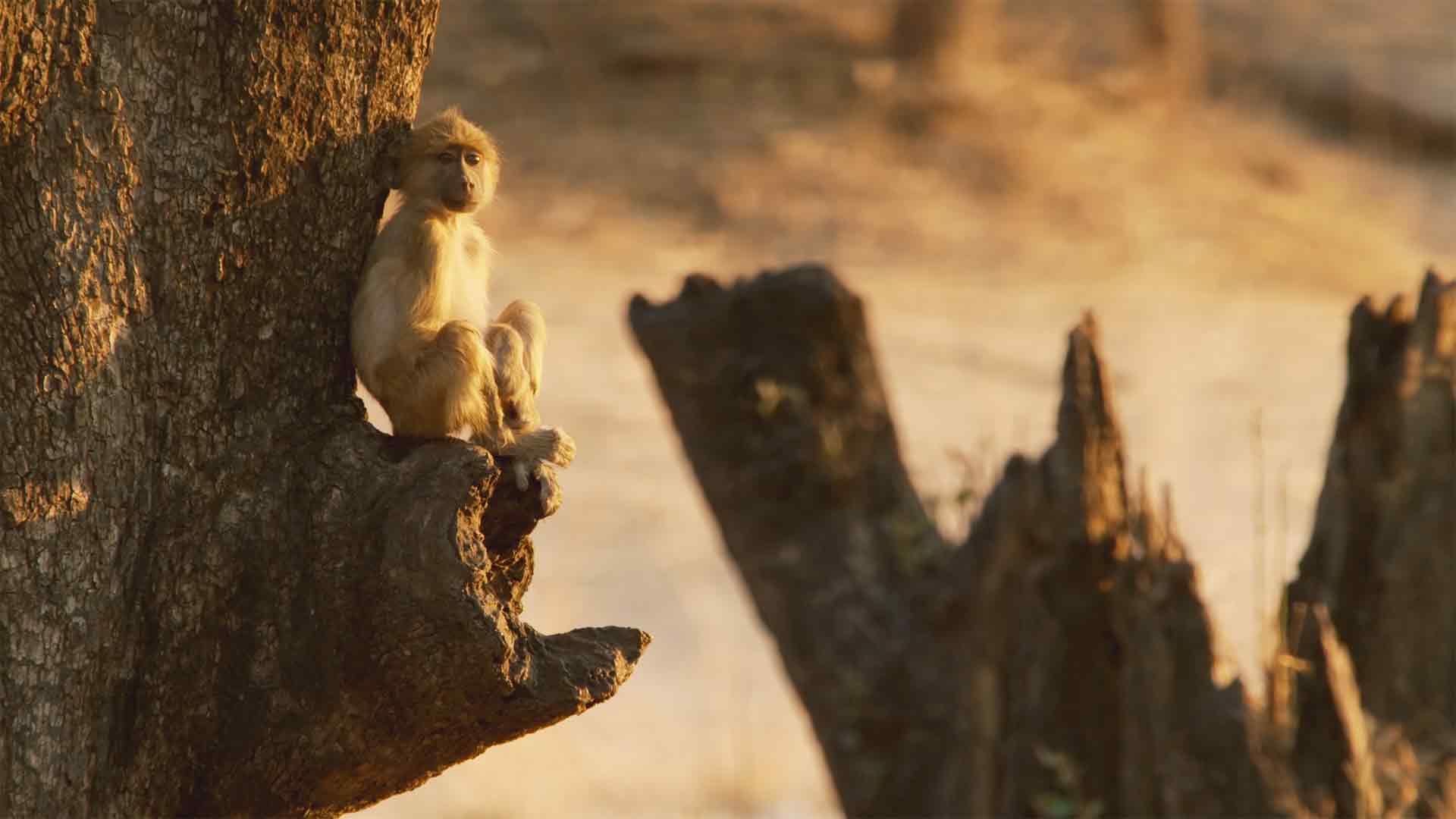Das Tal der Vögel