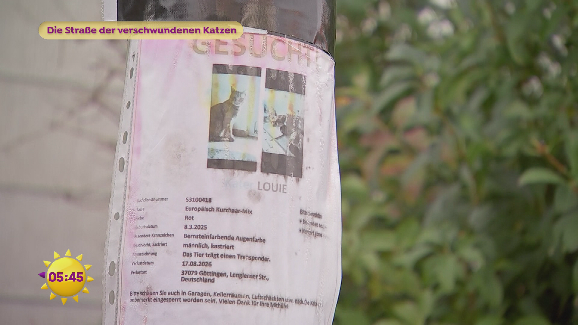Die Straße der verschwundenen Katzen in Göttingen