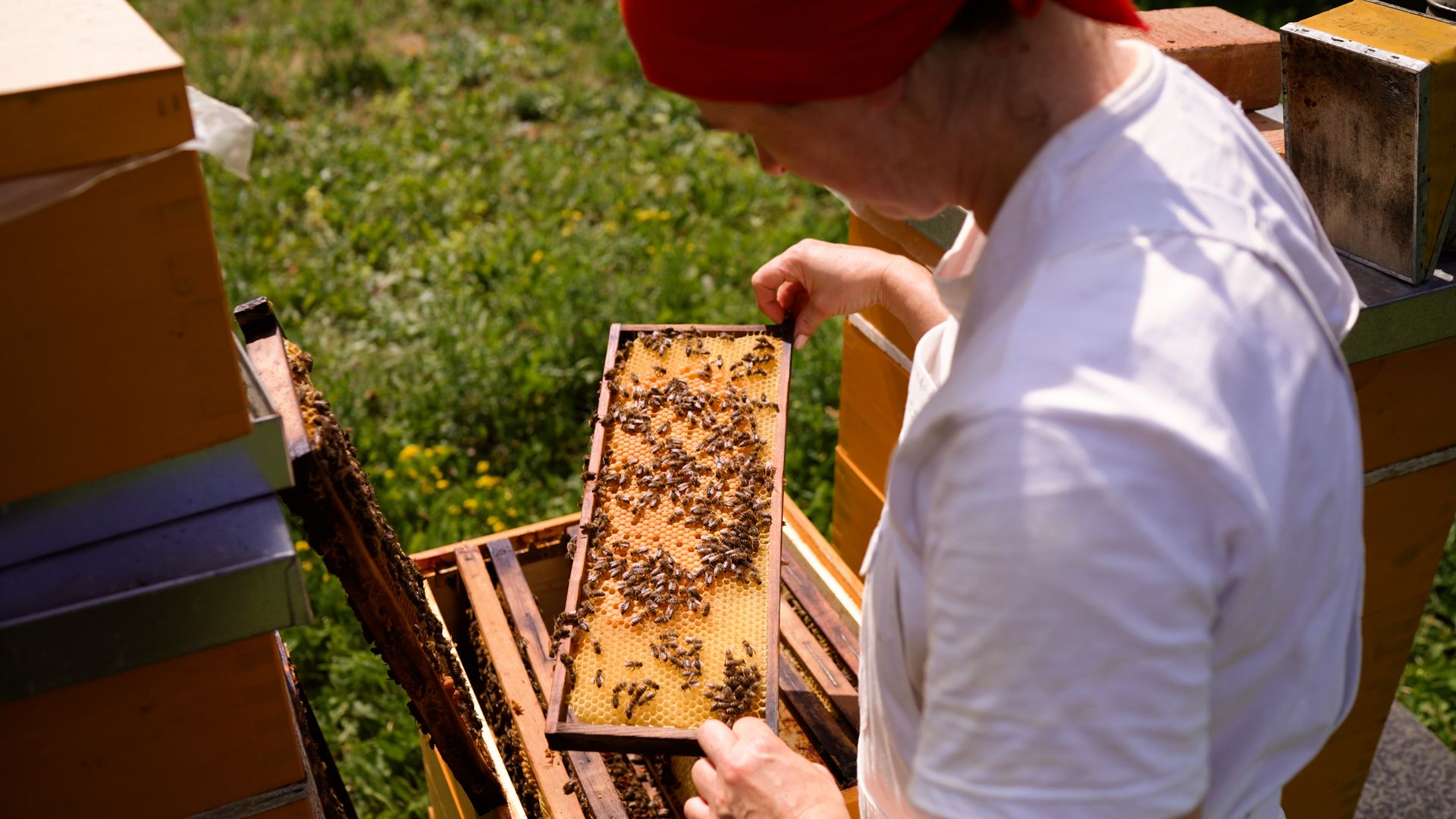 Honig & Bienen (mit Untertiteln)