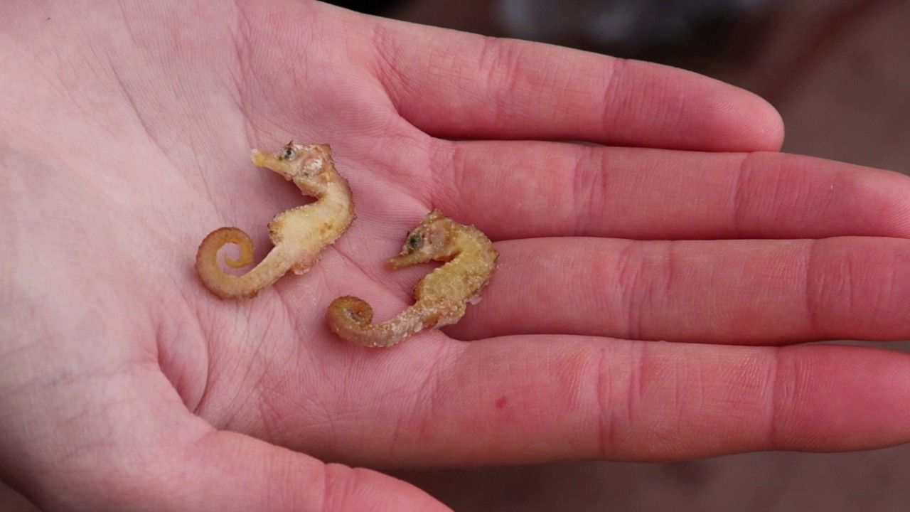 Sensation: Seepferdchen nach 100 Jahren zurück in der Nordsee