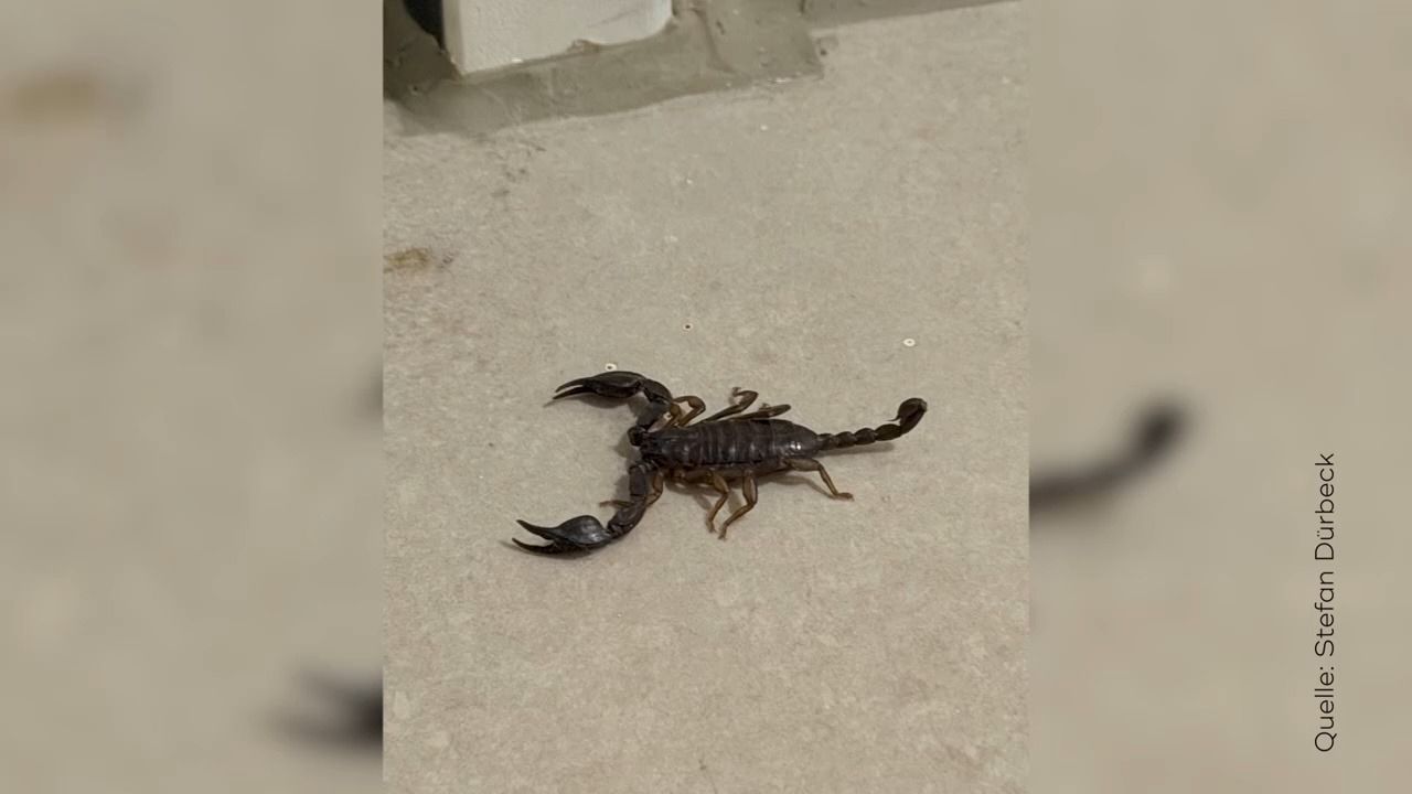 Tierischer Fund in Amberg: Ehepaar entdeckt Skorpion in Tiefgarage