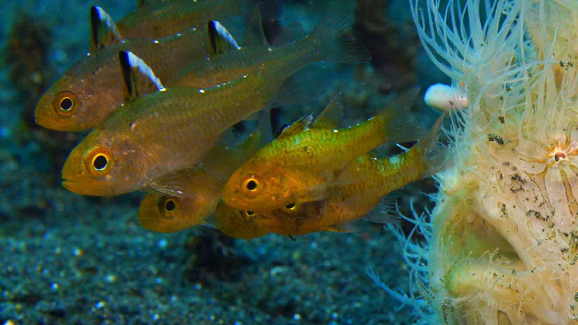 Ocean Oddballs: Seltsamer geht nicht