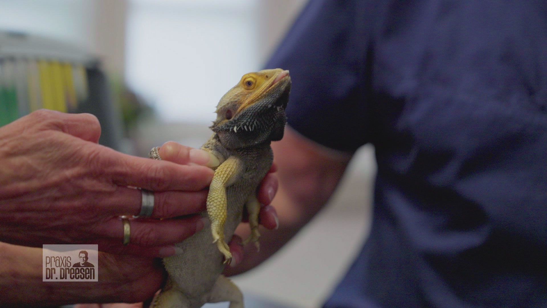 Bissiges Reptil auf dem Untersuchungstisch