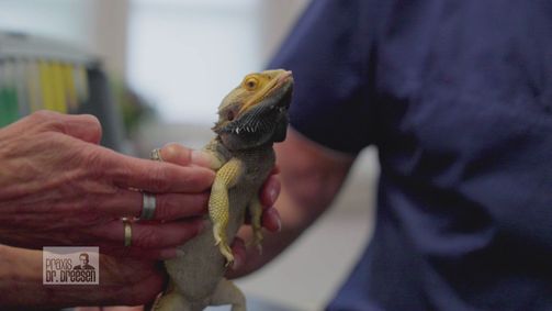 Praxis Dr. Dreesen - Ein Hof für Tiere Praxis Dr. Dreesen - Ein Hof für Tiere Folge 5: Bissiges Reptil auf dem Untersuchungstisch